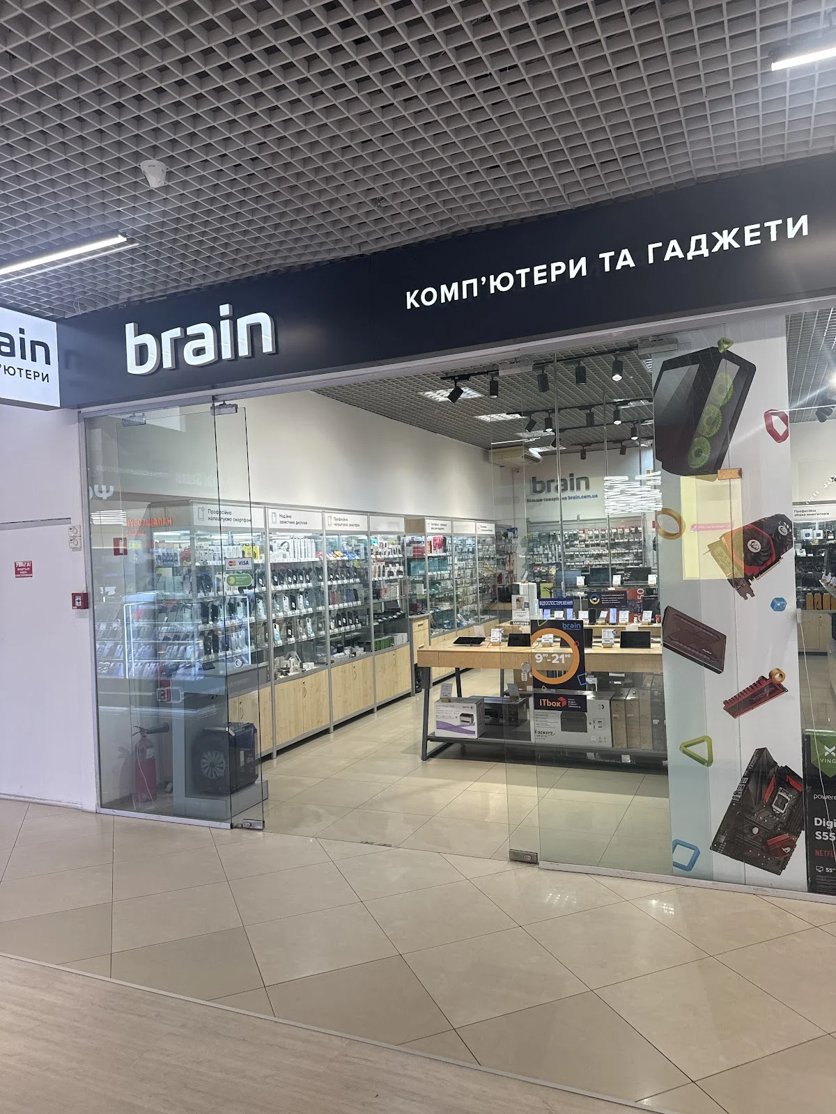 Brain